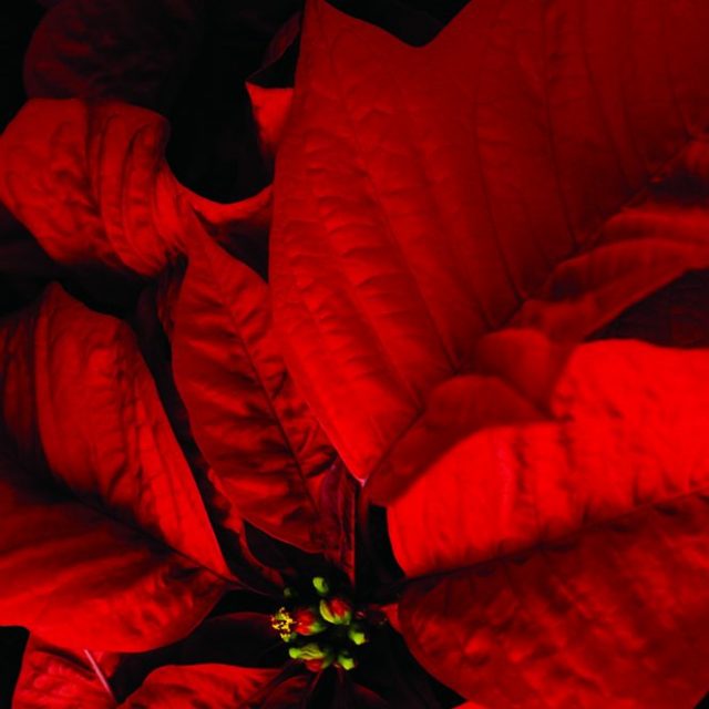 poinsettia_1040766