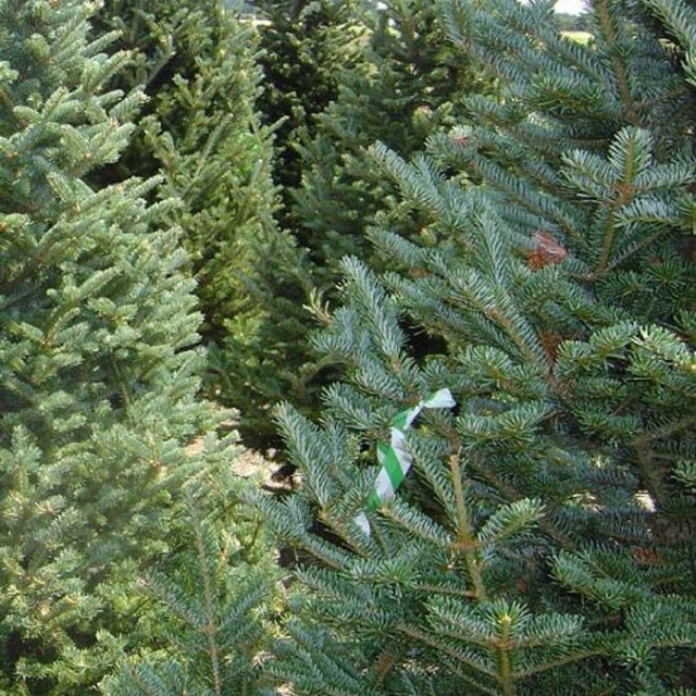 fraser_fir_christmas_tree